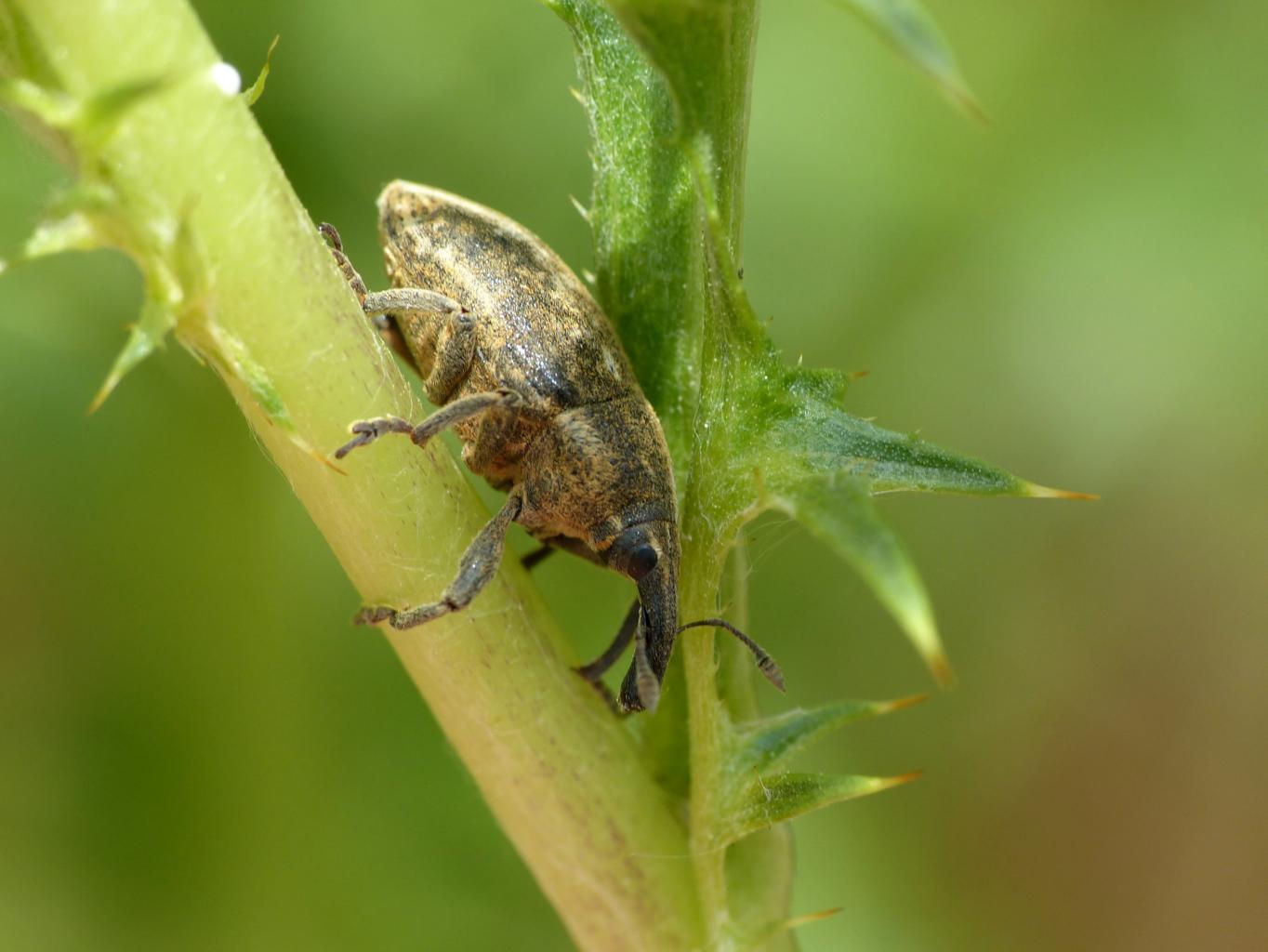 Curculionidae su cardo -  Larinus ursus